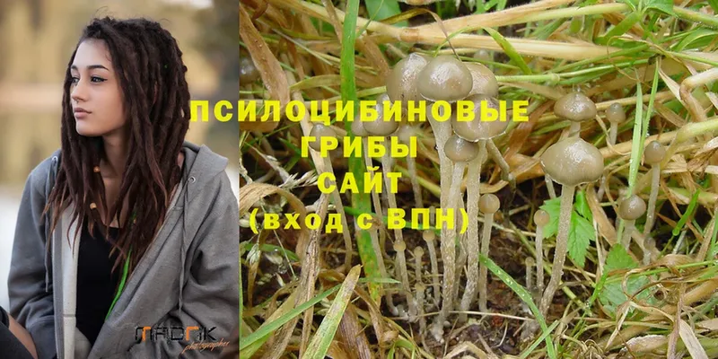 Псилоцибиновые грибы Psilocybe  Кузнецк 